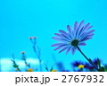 青空と花