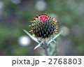 66622