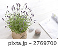 イングリッシュラベンダーアロマティコ
