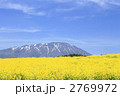 岩手山と菜の花畑
