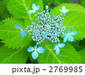 桃花アジサイ