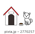 白い柴犬