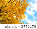 銀杏と秋の青空