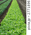 野菜畑
