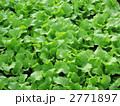 野菜