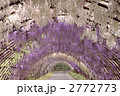藤のアーチ