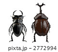 クワガタとカブトムシ