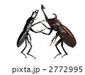 クワガタとカブトムシ