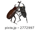 クワガタとカブトムシ