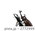 クワガタとカブトムシ