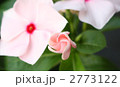 花のかざぐるま