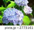 伊予テマリ