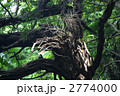 枯木と木漏れ日