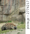 癒しの獣？