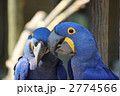 スミレコンゴウインコ