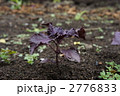 赤シソ