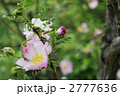 満開の山椒薔薇