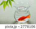 金魚