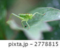 バッタ