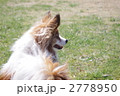 見つめるパピヨン