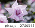 淡い藤色の薔薇の花レディ・エックス 