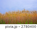 麦秋
