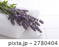 ラベンダー