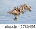 池の中を周遊中のカルガモの親子