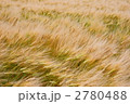 麦秋の風
