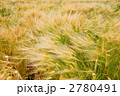 麦秋の風
