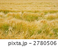 麦秋の風