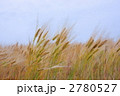麦秋の風