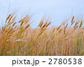 麦秋の風