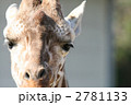 アミメキリン