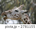 アミメキリン