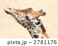 アミメキリン