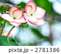 清澄沢