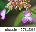 大虹