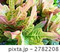 観葉植物　クロトン