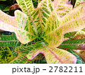 観葉植物　クロトン