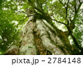 屋久杉