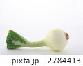 取れたて白玉葱ごろり