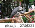 ヨウム