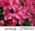 さつき