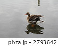 千波湖にたたずむ真雁