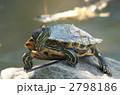 ミドリガメ