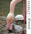 王子動物園のフラミンゴの雛と卵