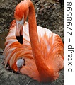 王子動物園のフラミンゴの親子