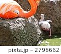 巣に登る王子動物園のフラミンゴの雛