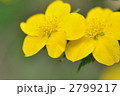 やまぶき